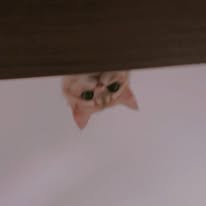 Melo